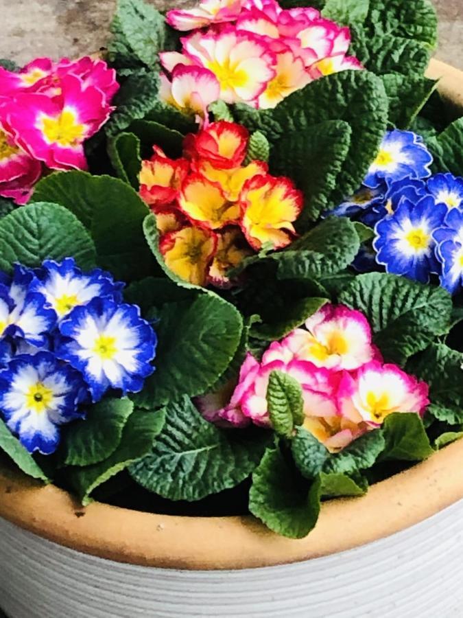 B &B Yuupke Maasbree Noord-Limburg Venlo Roermond Bed and Breakfast Εξωτερικό φωτογραφία